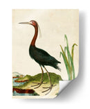 Heron Retrato Vi | Cuadro decorativo de Canvas Lab