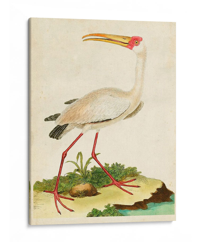 Heron Retrato Vii | Cuadro decorativo de Canvas Lab