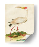 Heron Retrato Vii | Cuadro decorativo de Canvas Lab