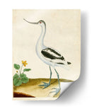 Heron Retrato Viii | Cuadro decorativo de Canvas Lab