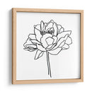 Contorno De Peonía Ii - Emma Scarvey | Cuadro decorativo de Canvas Lab