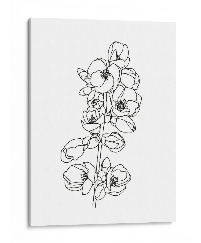 Membrillo Flor Contorno I - Emma Scarvey | Cuadro decorativo de Canvas Lab