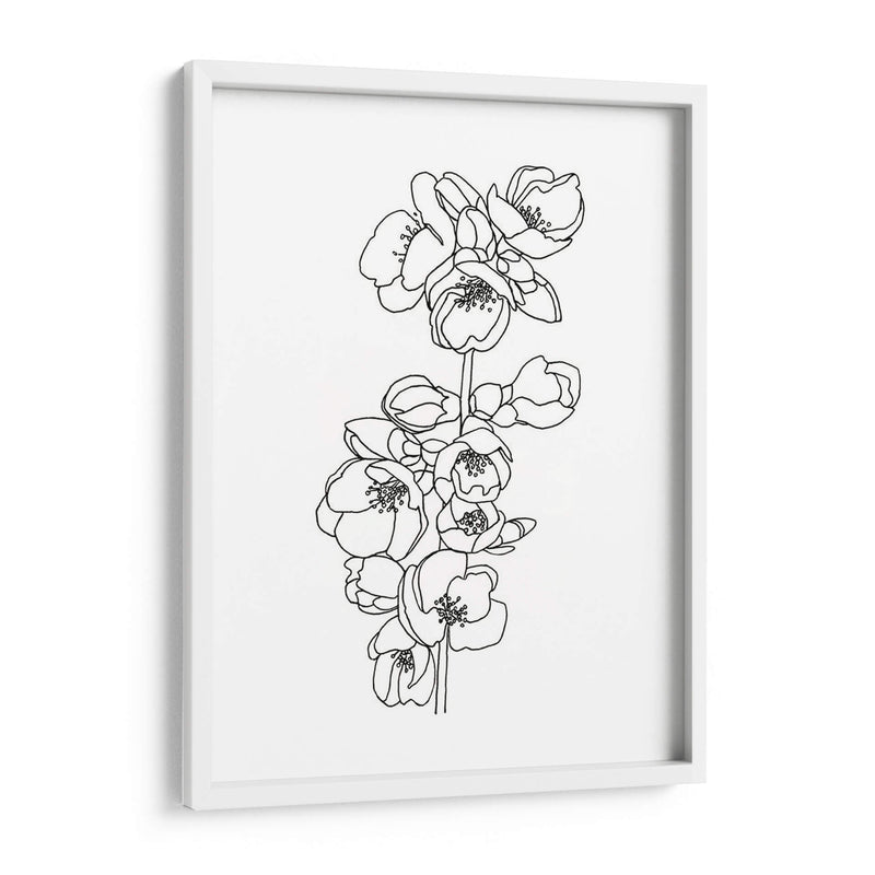 Membrillo Flor Contour Ii - Emma Scarvey | Cuadro decorativo de Canvas Lab