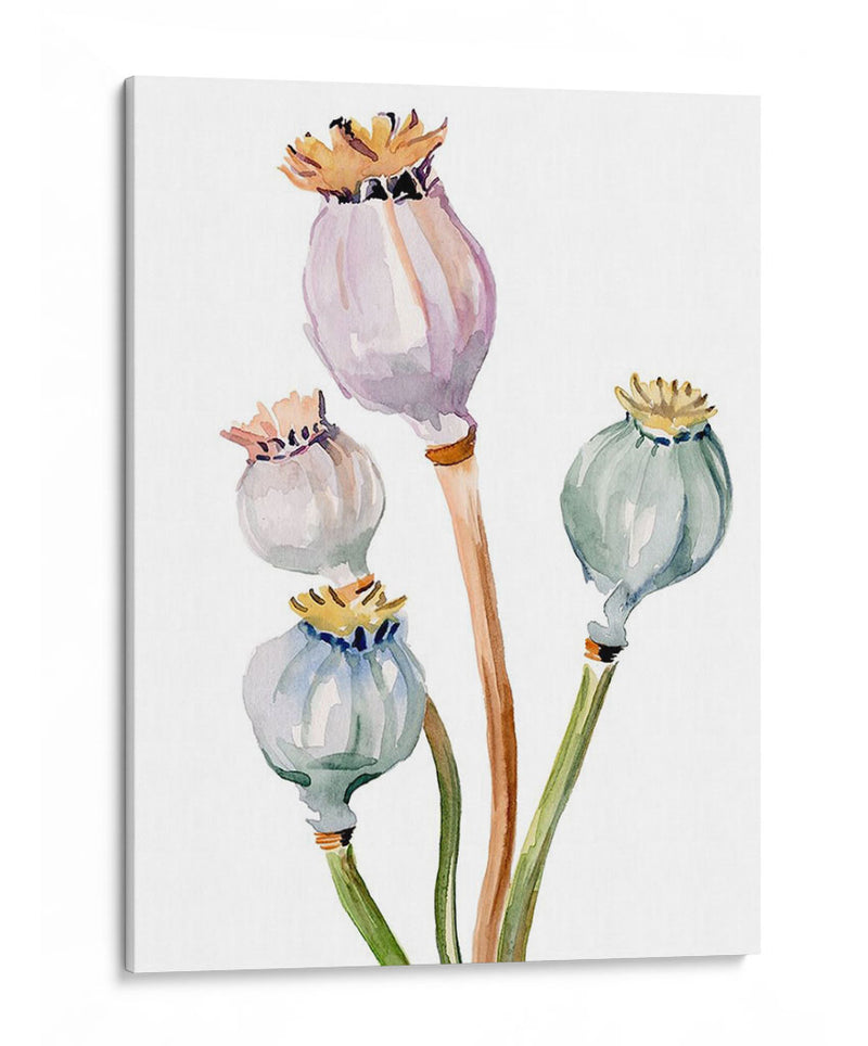 Acuarela Poppy Vainas Ii - Jennifer Paxton Parker | Cuadro decorativo de Canvas Lab