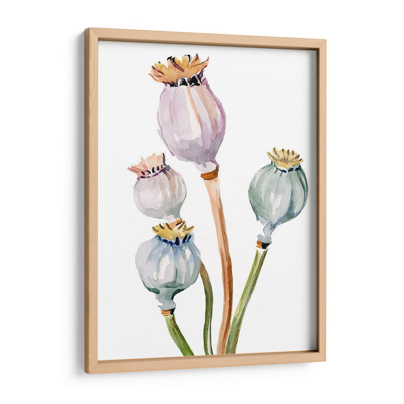 Acuarela Poppy Vainas Ii - Jennifer Paxton Parker | Cuadro decorativo de Canvas Lab