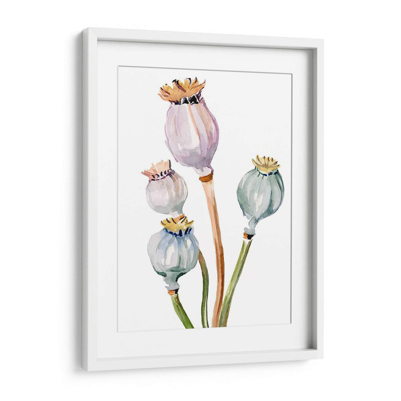 Acuarela Poppy Vainas Ii - Jennifer Paxton Parker | Cuadro decorativo de Canvas Lab