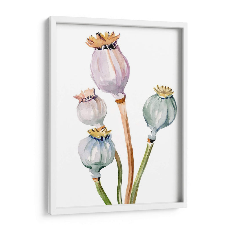 Acuarela Poppy Vainas Ii - Jennifer Paxton Parker | Cuadro decorativo de Canvas Lab