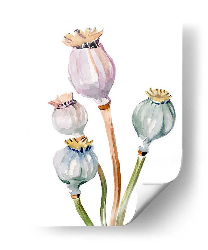 Acuarela Poppy Vainas Ii - Jennifer Paxton Parker | Cuadro decorativo de Canvas Lab