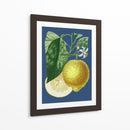 Limón Francés En La Marina I - A. Risso | Cuadro decorativo de Canvas Lab