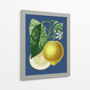 Limón Francés En La Marina I - A. Risso | Cuadro decorativo de Canvas Lab