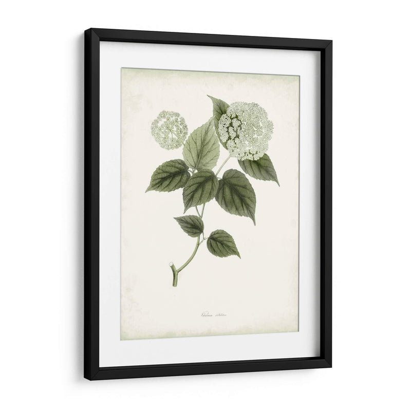 Sage Botanical I - Vision Studio | Cuadro decorativo de Canvas Lab