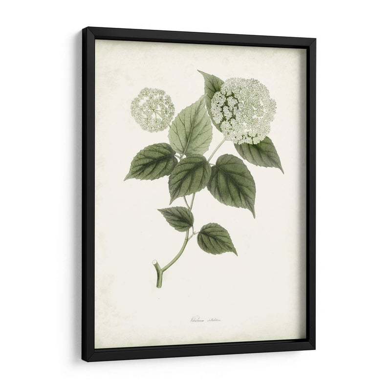 Sage Botanical I - Vision Studio | Cuadro decorativo de Canvas Lab