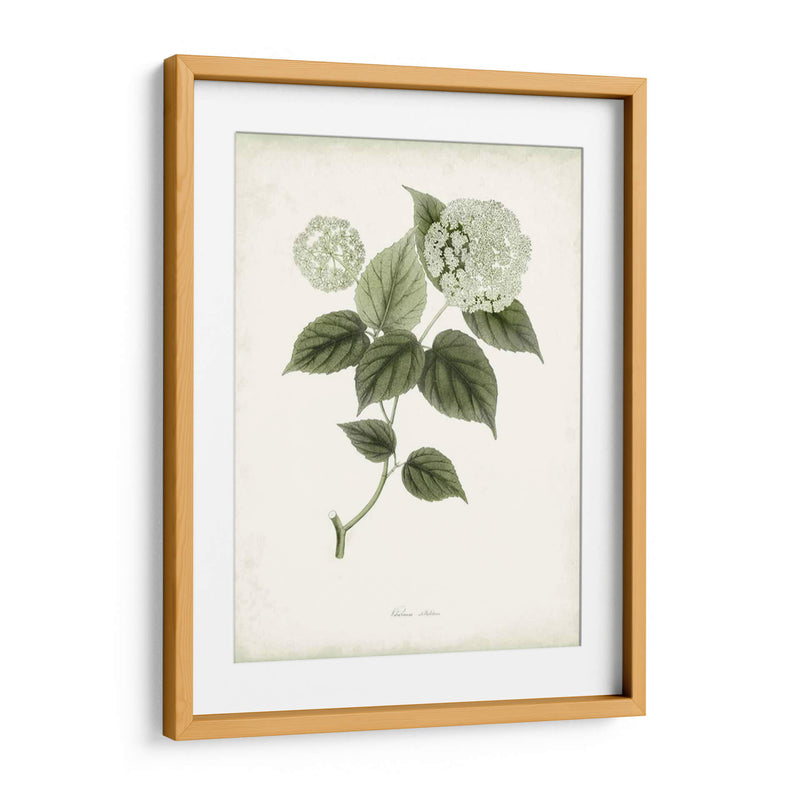 Sage Botanical I - Vision Studio | Cuadro decorativo de Canvas Lab