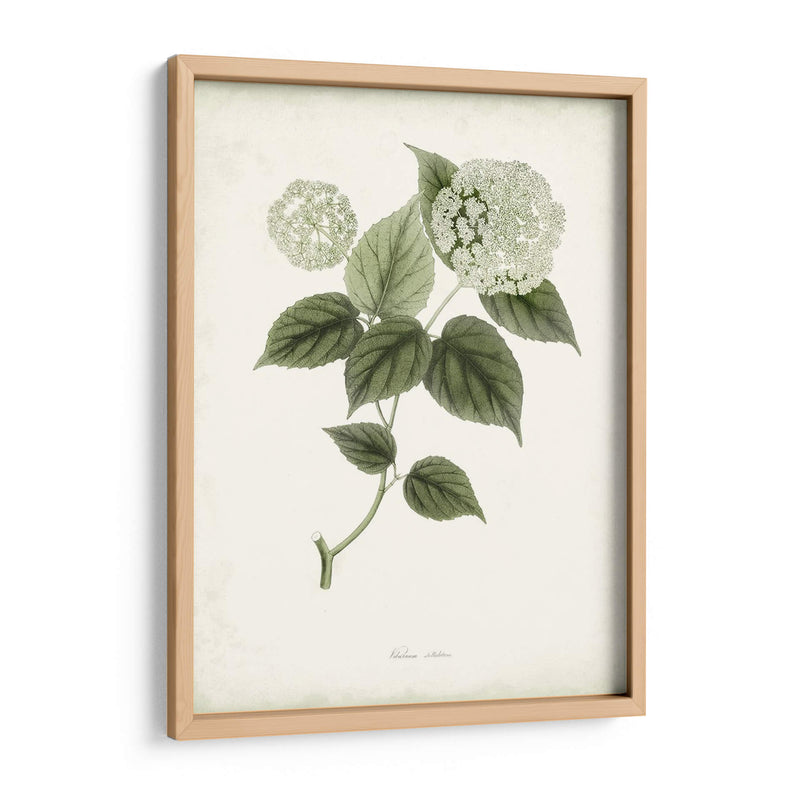 Sage Botanical I - Vision Studio | Cuadro decorativo de Canvas Lab