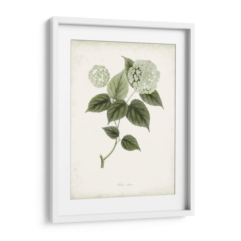 Sage Botanical I - Vision Studio | Cuadro decorativo de Canvas Lab