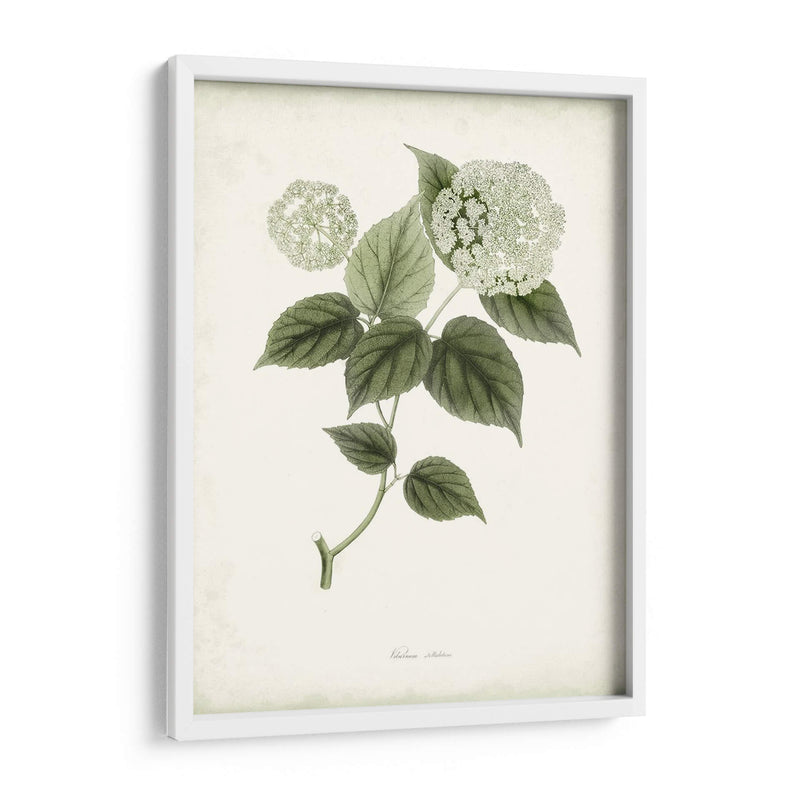 Sage Botanical I - Vision Studio | Cuadro decorativo de Canvas Lab