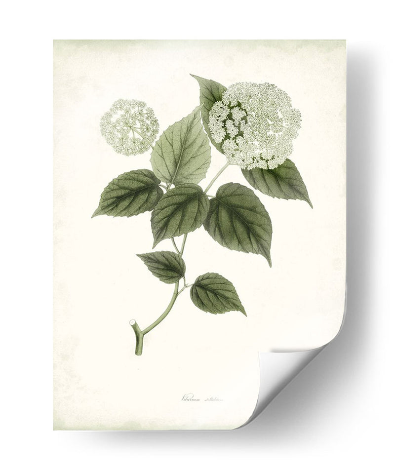 Sage Botanical I - Vision Studio | Cuadro decorativo de Canvas Lab