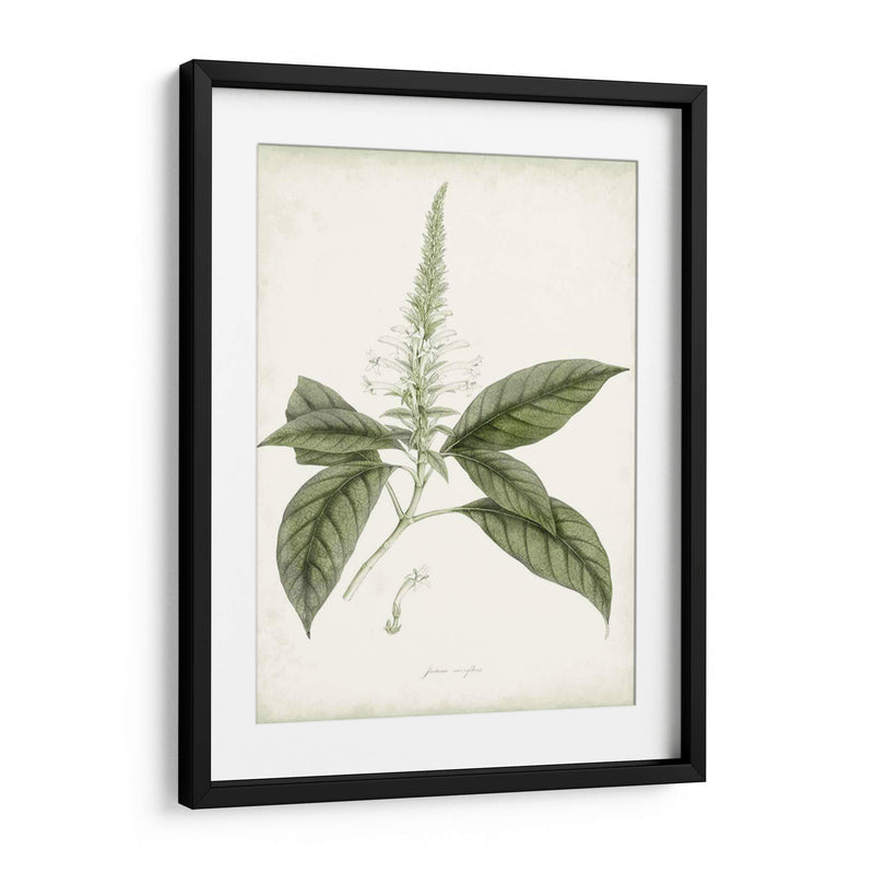 Sage Botanical Ii - Vision Studio | Cuadro decorativo de Canvas Lab