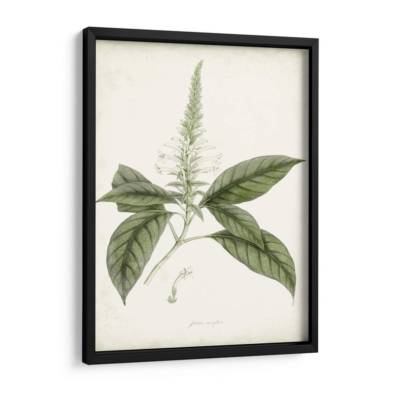 Sage Botanical Ii - Vision Studio | Cuadro decorativo de Canvas Lab