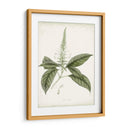 Sage Botanical Ii - Vision Studio | Cuadro decorativo de Canvas Lab