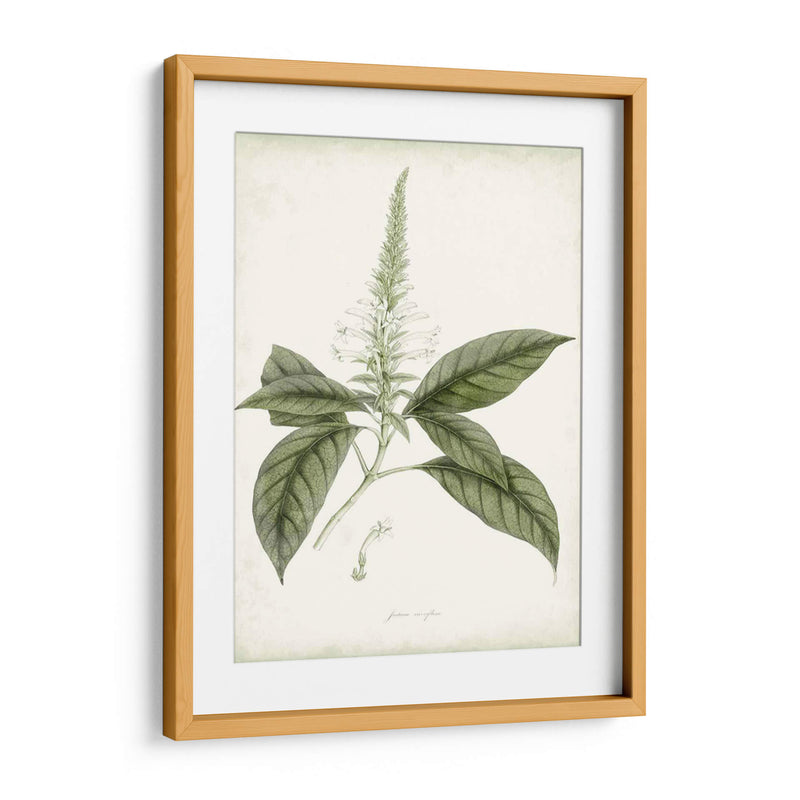 Sage Botanical Ii - Vision Studio | Cuadro decorativo de Canvas Lab