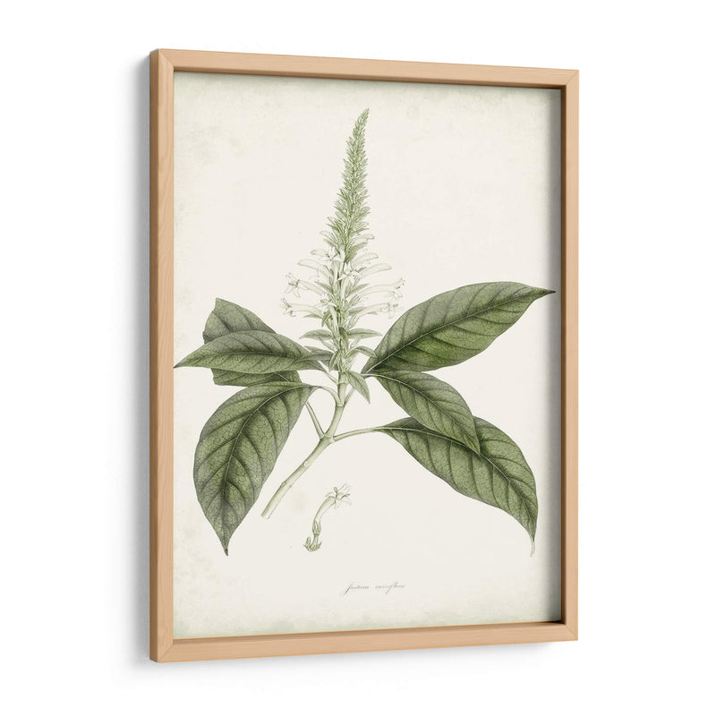 Sage Botanical Ii - Vision Studio | Cuadro decorativo de Canvas Lab