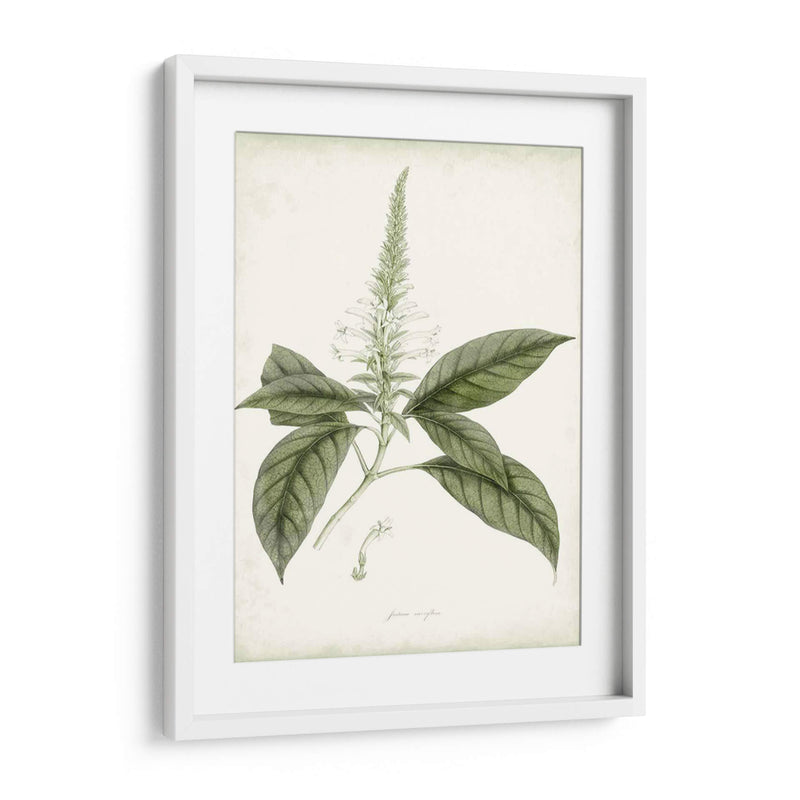 Sage Botanical Ii - Vision Studio | Cuadro decorativo de Canvas Lab