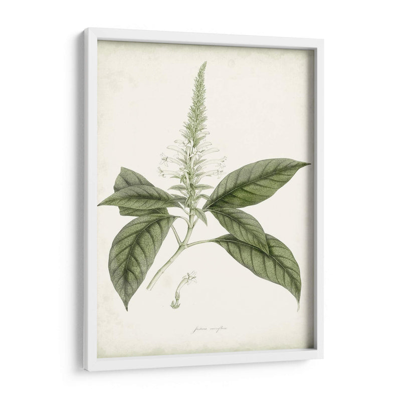 Sage Botanical Ii - Vision Studio | Cuadro decorativo de Canvas Lab