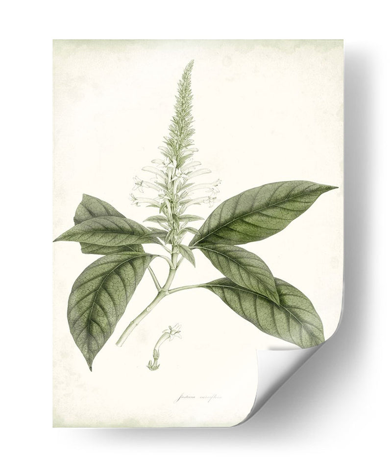 Sage Botanical Ii - Vision Studio | Cuadro decorativo de Canvas Lab