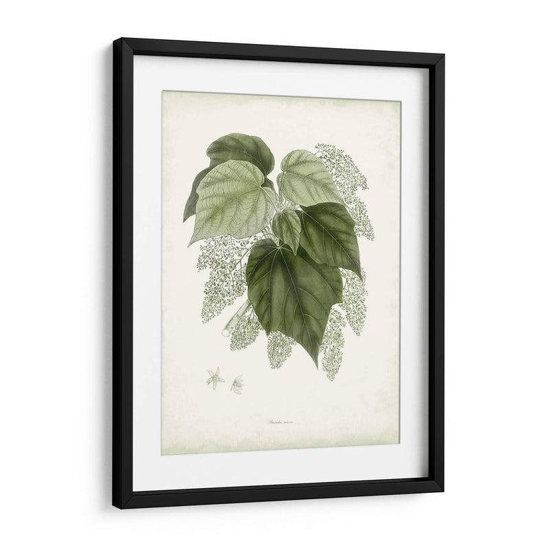 Sage Botanical Iii - Vision Studio | Cuadro decorativo de Canvas Lab