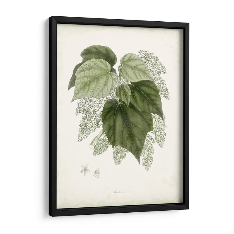 Sage Botanical Iii - Vision Studio | Cuadro decorativo de Canvas Lab