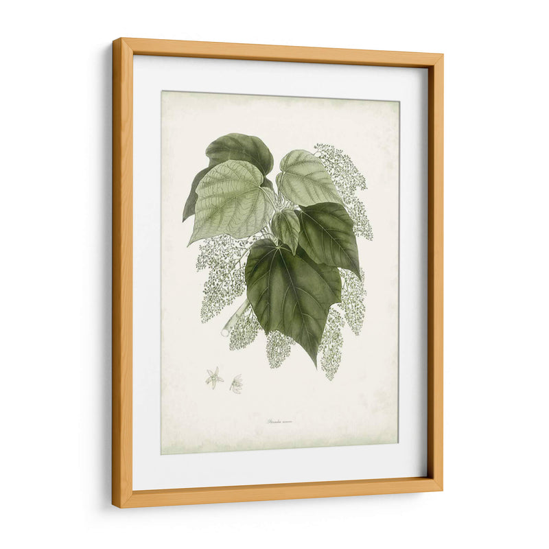 Sage Botanical Iii - Vision Studio | Cuadro decorativo de Canvas Lab