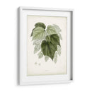 Sage Botanical Iii - Vision Studio | Cuadro decorativo de Canvas Lab