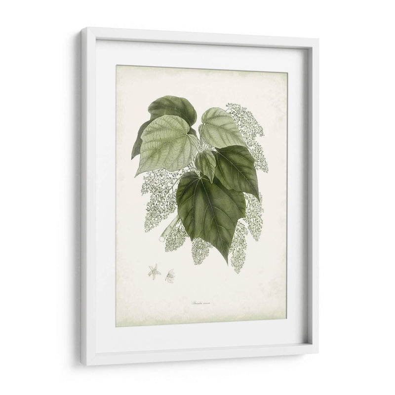 Sage Botanical Iii - Vision Studio | Cuadro decorativo de Canvas Lab