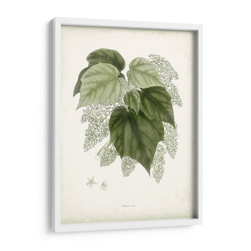 Sage Botanical Iii - Vision Studio | Cuadro decorativo de Canvas Lab