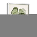 Sage Botanical Iii - Vision Studio | Cuadro decorativo de Canvas Lab