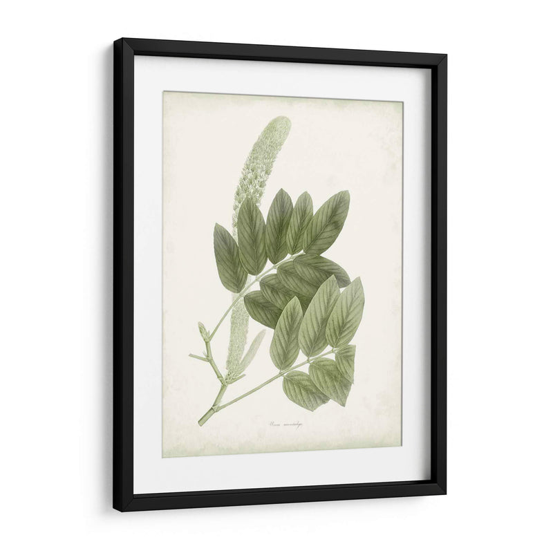 Sage Botanical Iv - Vision Studio | Cuadro decorativo de Canvas Lab