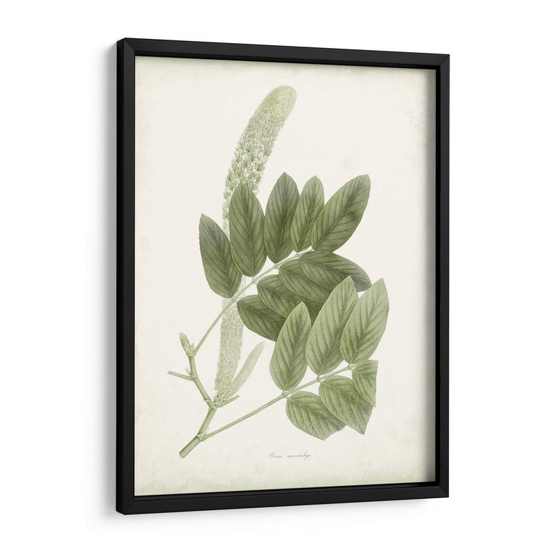 Sage Botanical Iv - Vision Studio | Cuadro decorativo de Canvas Lab