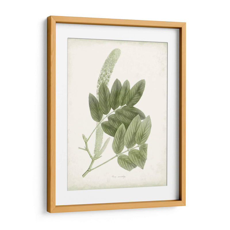 Sage Botanical Iv - Vision Studio | Cuadro decorativo de Canvas Lab