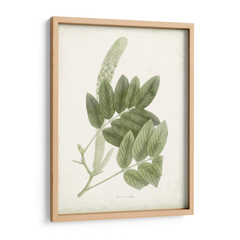 Sage Botanical Iv - Vision Studio | Cuadro decorativo de Canvas Lab