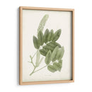 Sage Botanical Iv - Vision Studio | Cuadro decorativo de Canvas Lab