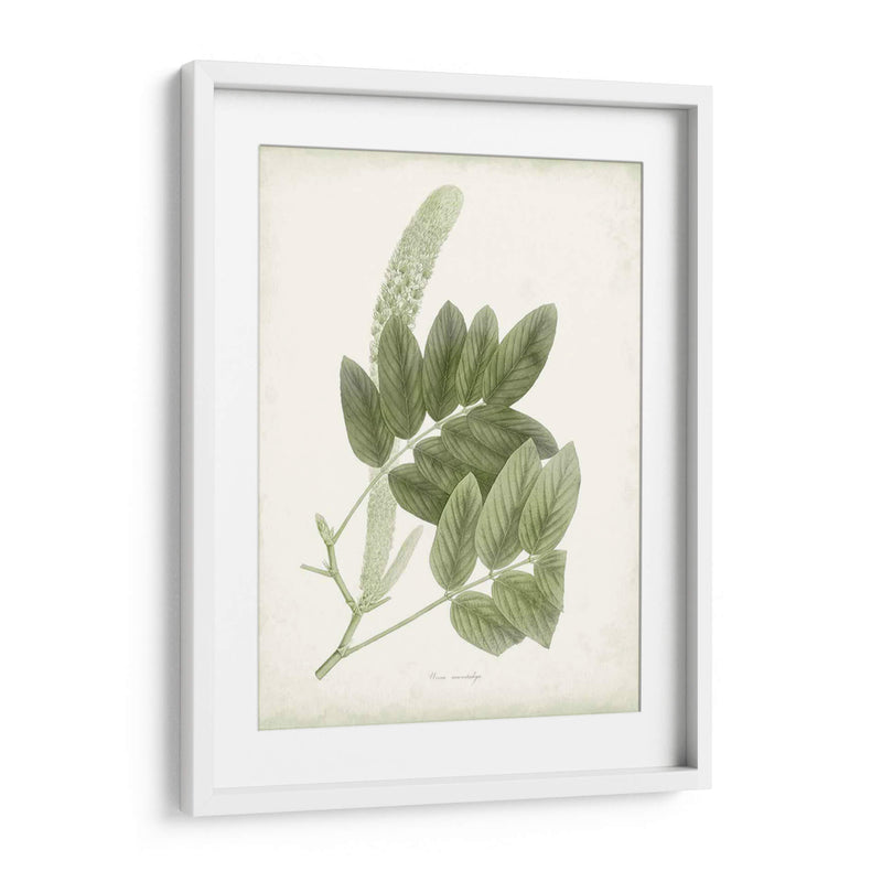 Sage Botanical Iv - Vision Studio | Cuadro decorativo de Canvas Lab