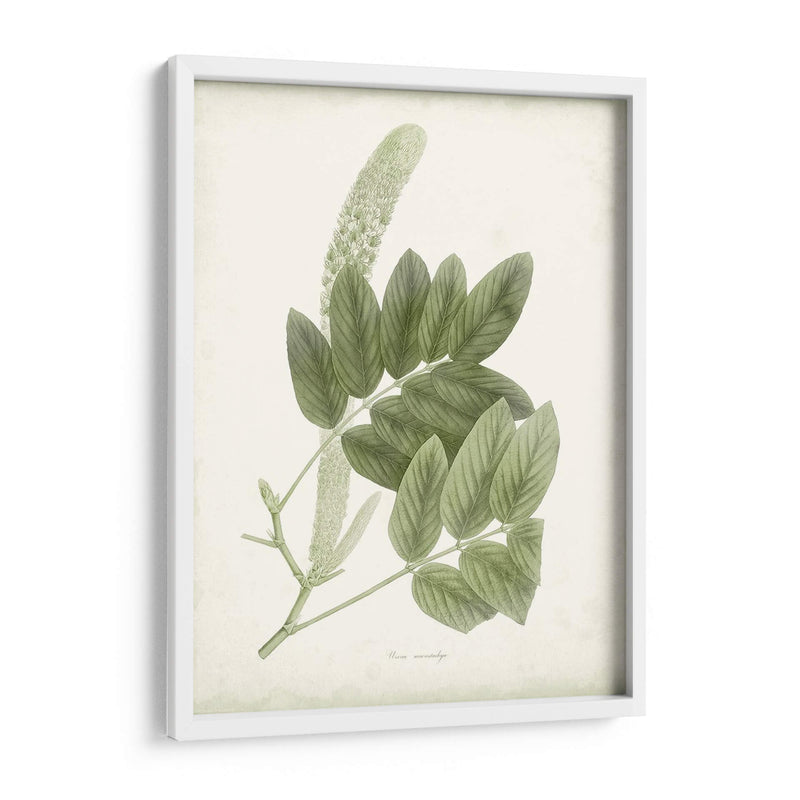 Sage Botanical Iv - Vision Studio | Cuadro decorativo de Canvas Lab