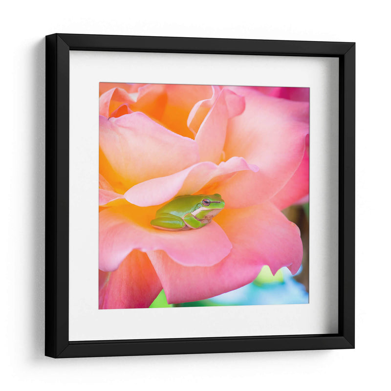 Un sapito cómodo | Cuadro decorativo de Canvas Lab