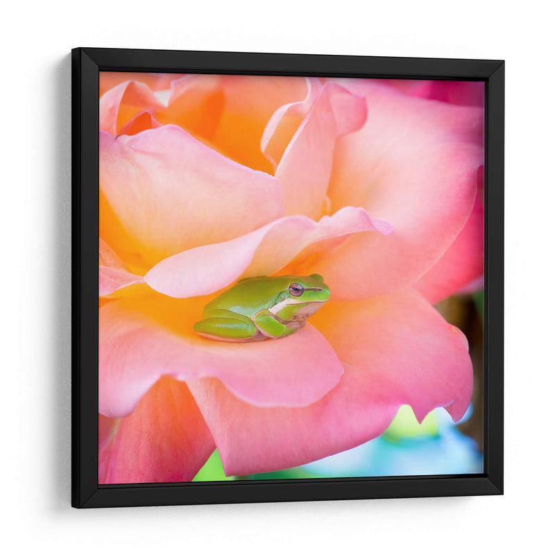 Un sapito cómodo | Cuadro decorativo de Canvas Lab