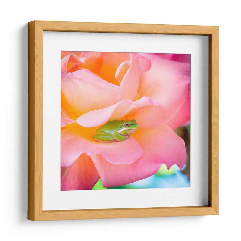 Un sapito cómodo | Cuadro decorativo de Canvas Lab