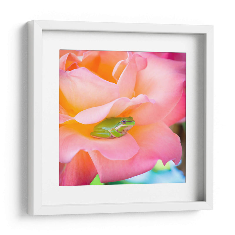 Un sapito cómodo | Cuadro decorativo de Canvas Lab