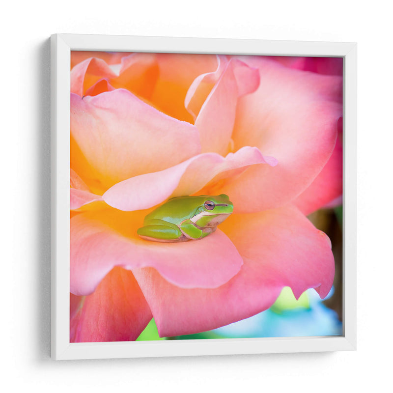 Un sapito cómodo | Cuadro decorativo de Canvas Lab