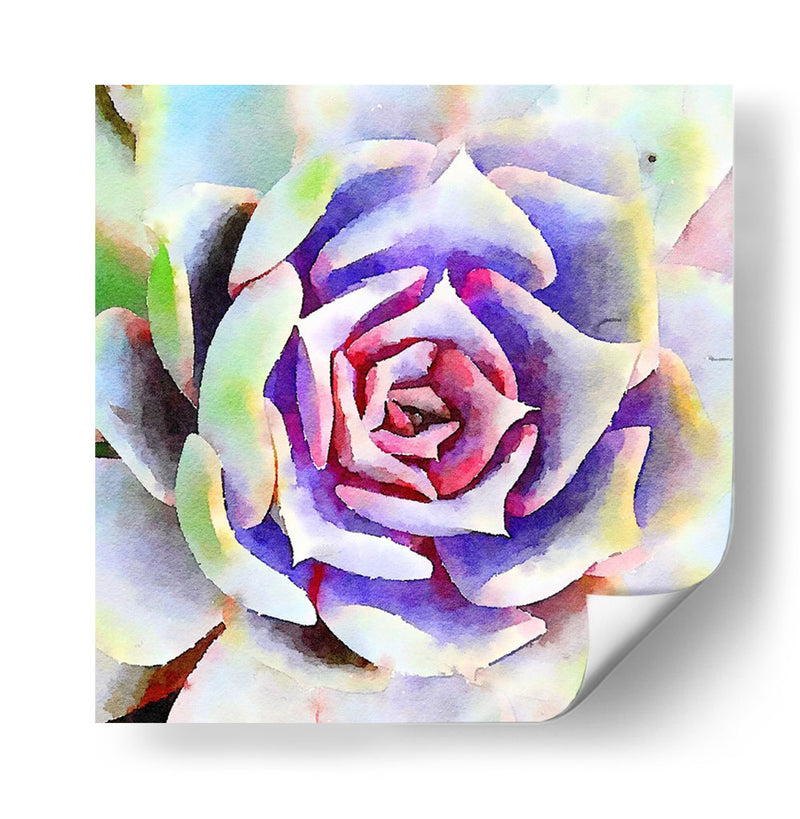 Succulente Ii - Jennifer Paxton Parker | Cuadro decorativo de Canvas Lab