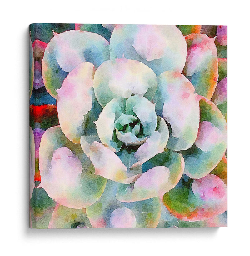 Succulente V - Jennifer Paxton Parker | Cuadro decorativo de Canvas Lab